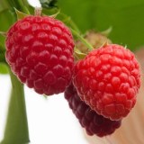 Новость Кузьмина3_0x160 Любимый сад